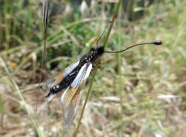 Libelloides lacteus maschio